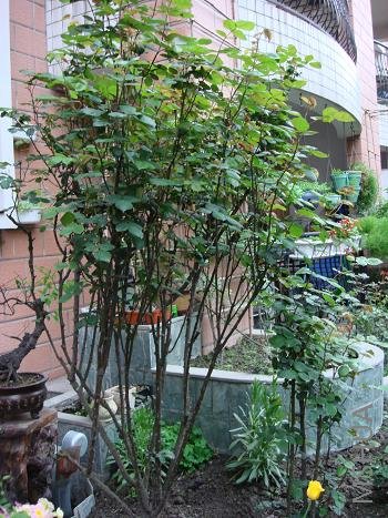 ����ɯ��Ҳ�л�����