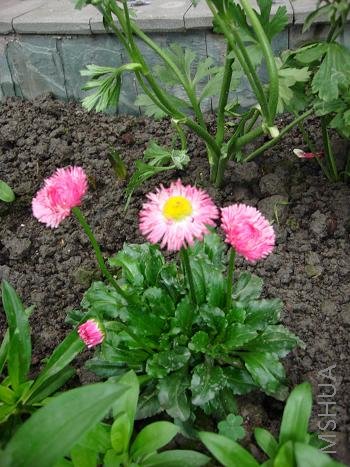 �������Ӷ����׻���ֻ����һ�꿪�컨��������ϧ��