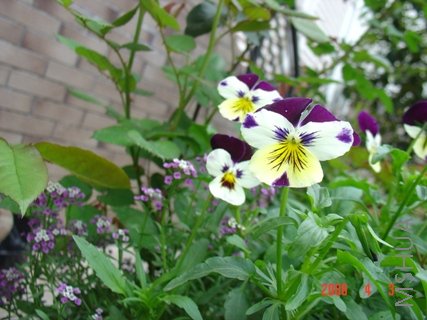 С��ͷ��������