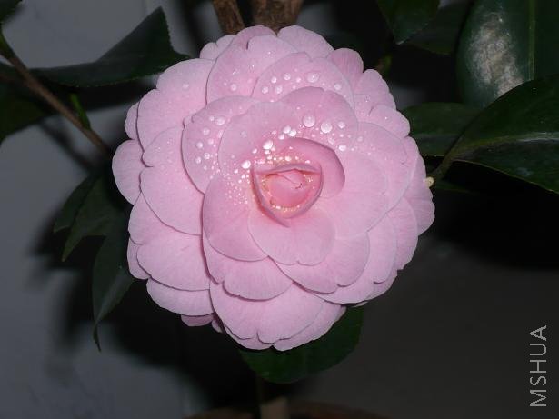 P1000093.JPG