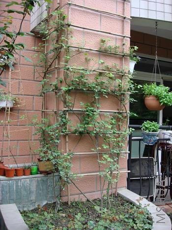 ���¿�ʼ�򻨰���