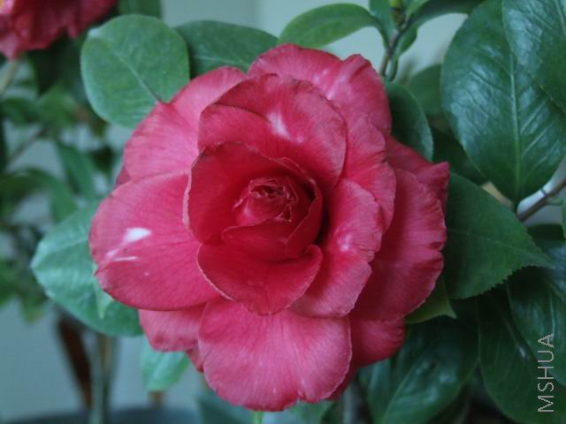 DSCF7725.jpg