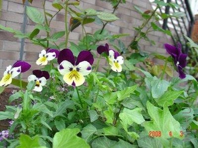 С��ͷ������