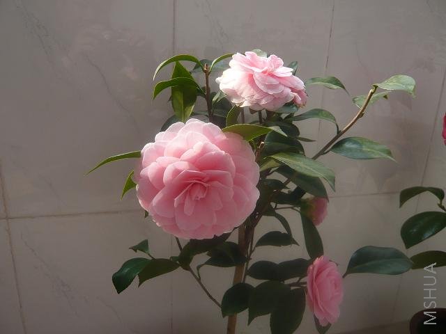 P1000029.JPG