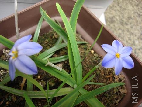 �������Ҷ�Ӵֶ̣���ɫ����