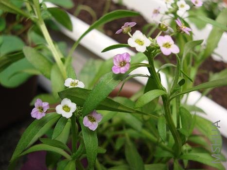 ��һ����ѩ��