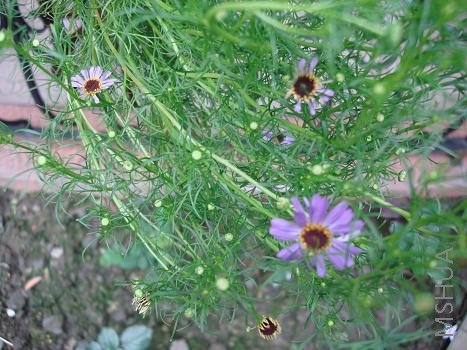 ��ɫ�ջ������ǵ�㣬ȫ���˸ö���