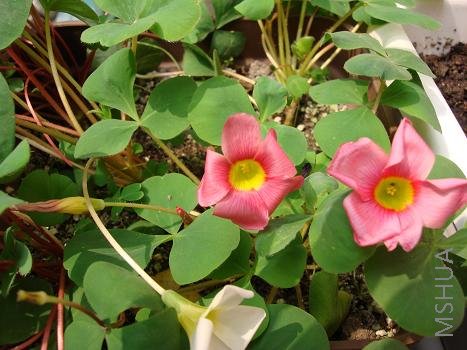 ܽ�����������ĸ��⽿��