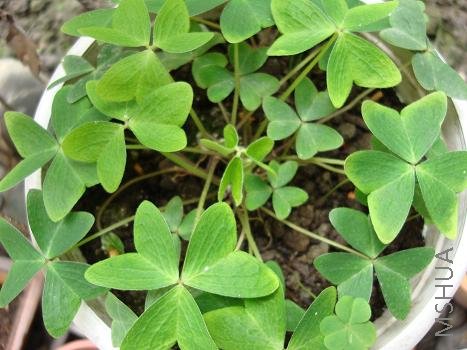 ���Ǵ�ɽ���ڵ���������Ҷ������һ�Ų��ô�ѽ