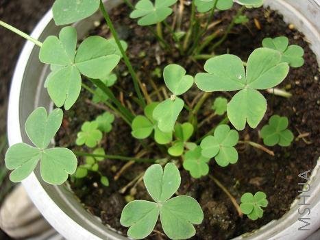 ���Ǵ�ľ���Ƕ�Ҫ��������û�����Ʒ�֣���ϸ��Ҷ��