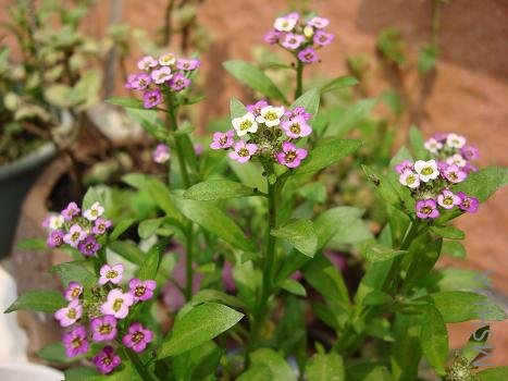 ����ȻС��ȴʮ���Ϳ�