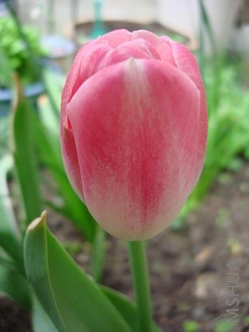 �������ĸ��������򣬿���������������󿪵�һ������ɫ��ÿ�