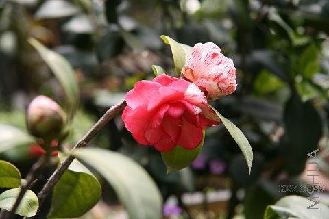 IMG_0246.jpg