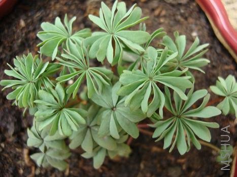 ��Ҷ����Ҷ�Ӻÿ�����û���Ż���