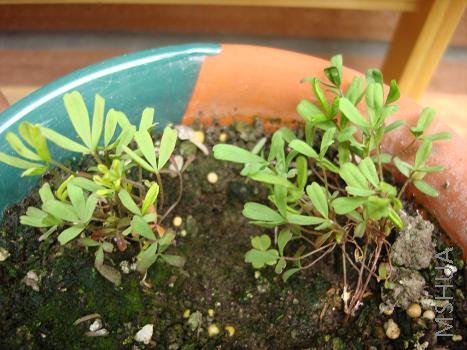 �����������˵�˫ɫ��