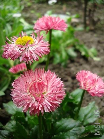 �ɲ�֪����ô������