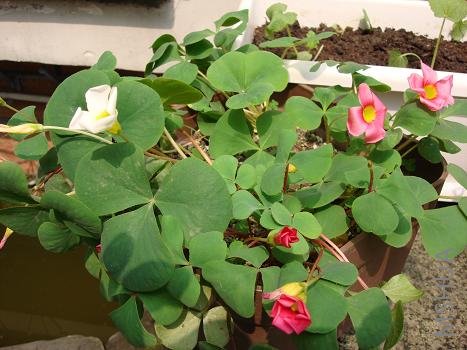 ��ֻ����̫�����ʱ�������