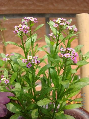 �Լ�������ѩ���ϻʺ�Ҳ������