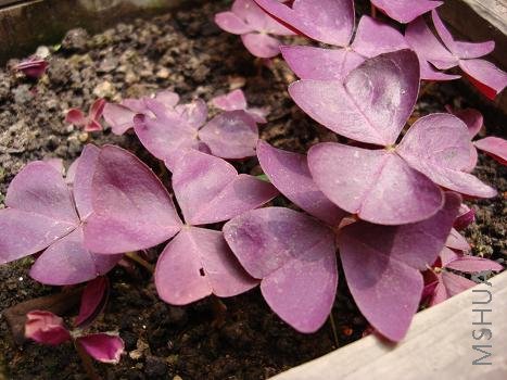 �����������ҵĻ�԰�ﵽ������������Ӱ