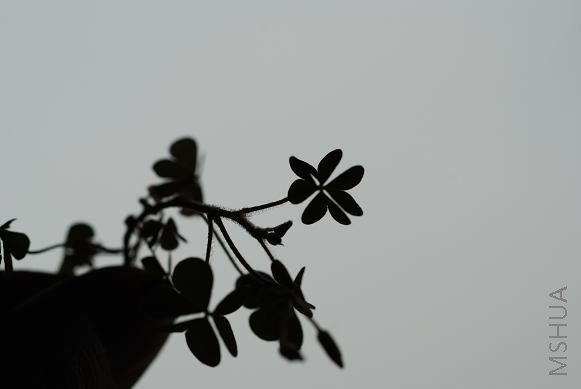 DSC_0197.JPG