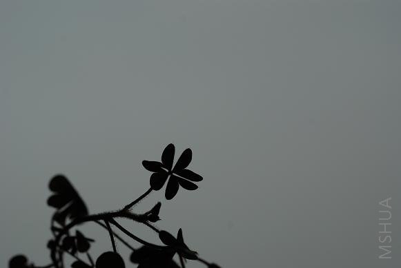DSC_0196.JPG