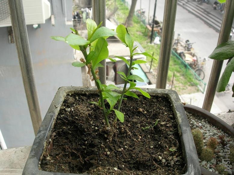 ��ѩ�Ƚ�ǿ��