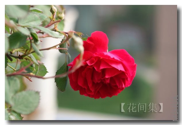 IMG_8729 ����.jpg