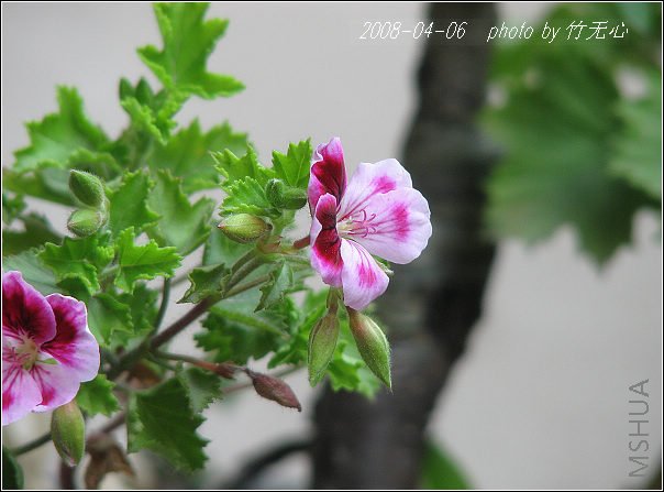 IMG_4805.jpg