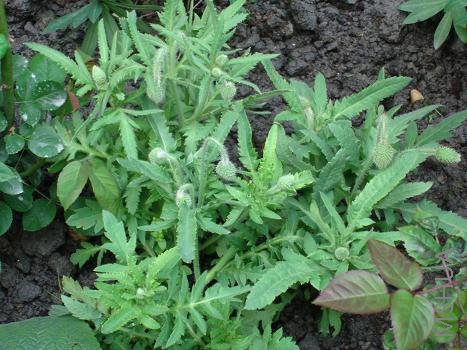 �����Ž���þ���