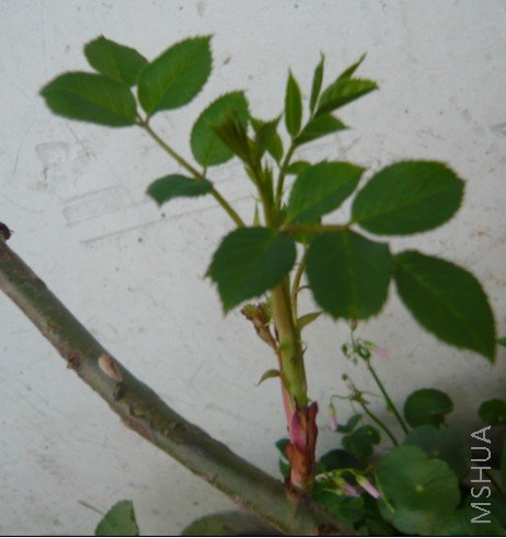 ���ƾ����㡡Ҷ����д