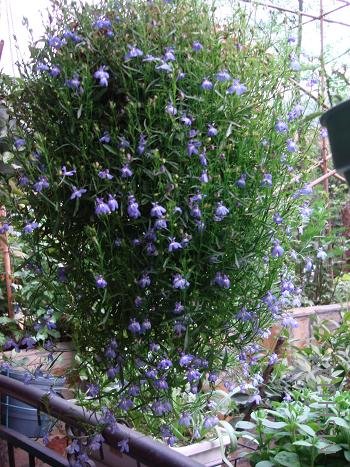 ������ͦ���˶��죬���껨��ȥ�껹��