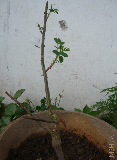 ���ƾ�����