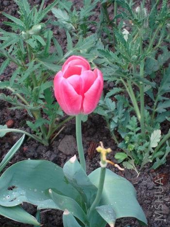 ����һ֦��Ҳ����