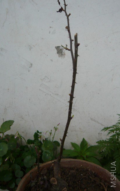 �����֪����֦֦�Ϻ�ɫ�ġ������첻�������˺ܶࡡ��������������