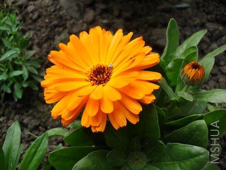 ���ɫ�ľջ�����ÿ�