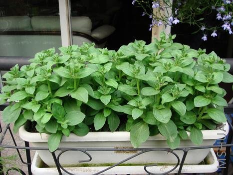 ��ȥ��Խ���İ�ţ��׮��ȡ��ѿ���˲�ɻҪ������