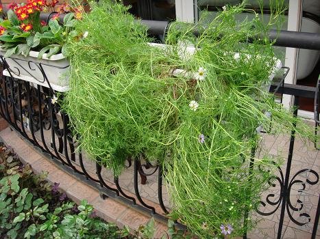 ��ɫ��Ϊ������һ����