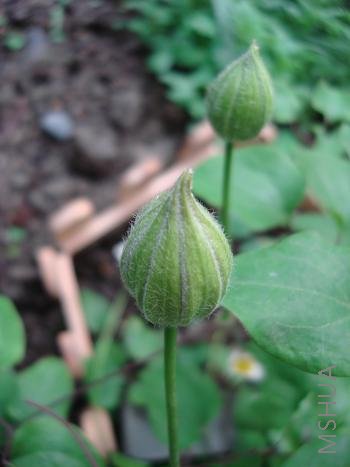 �����ۺ�����Ҫ����ͳ����