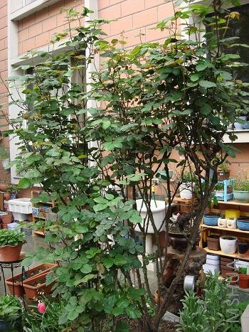 ǰ���컨����Ԫ�������ɯ�ף��Ѿ��кö໨��