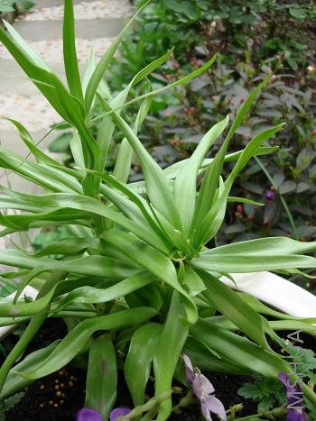 ������쾹Ȼ�賤