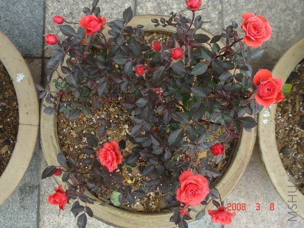 ������С DSC04379.JPG