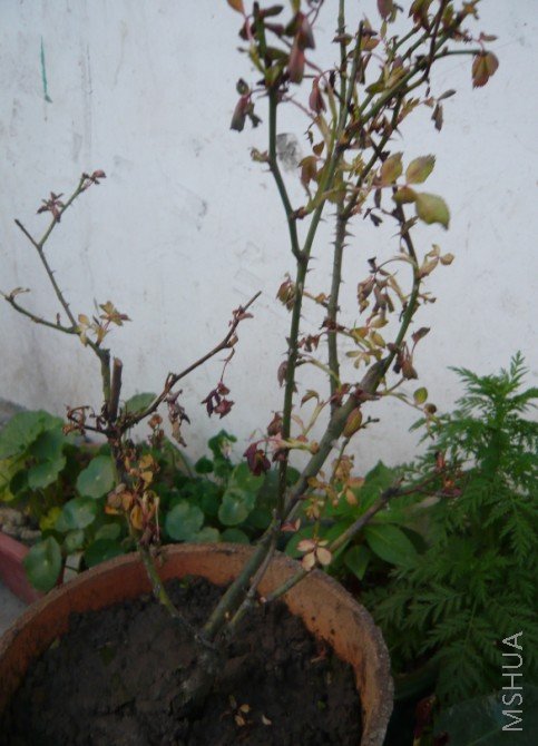 �����֪�����첻����ֱ�ǲ����̶á��ǵ������ʻ��һ�á�����Ҷ�����ˡ��ҿޣӡ�