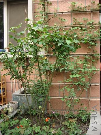 ��Ҳ��������ģ��е�ߣ�����״��60Ԫ