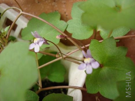 ����ȻС����Ҷ����̬���ÿ�