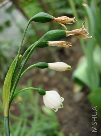 ѩ�Σ������