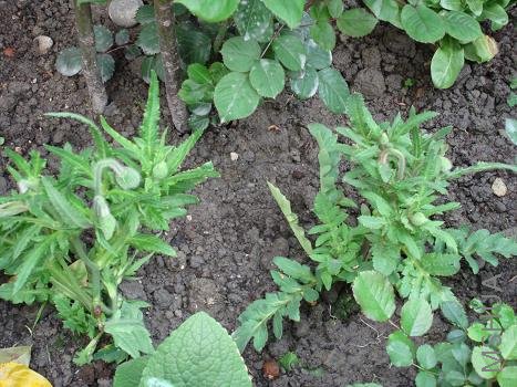 �Ұ����Ƕ��ֵ�����ȥ��