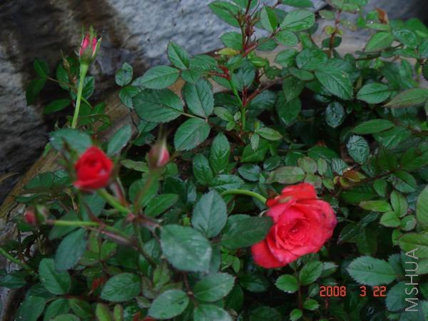 ������С DSC04466.JPG