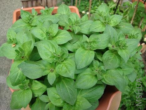 ���Ǵ��������˲��ţ���������˲�ģ�û�뵽������ĸ�׵Ļ�Ҫ��