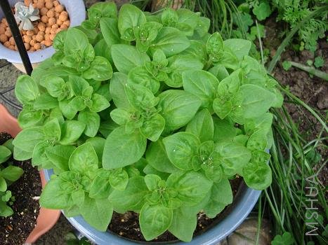 �ܿ��ó���ţ��ʲô��ɫ��