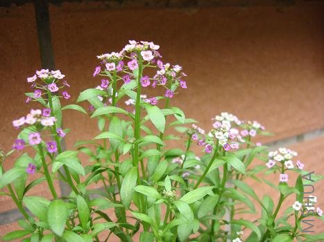 �ϻʺ���ѩ�򻹱���һ��ζ��